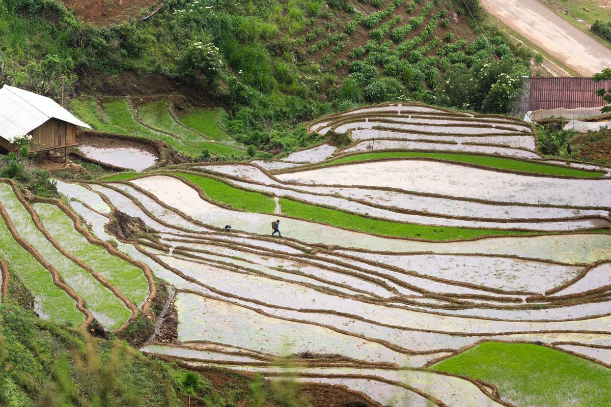 Sawa's in Indonesië